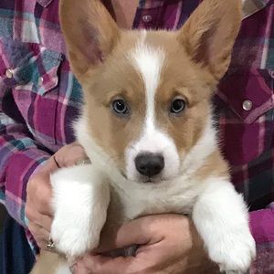 Meet your Posher, Ravinn